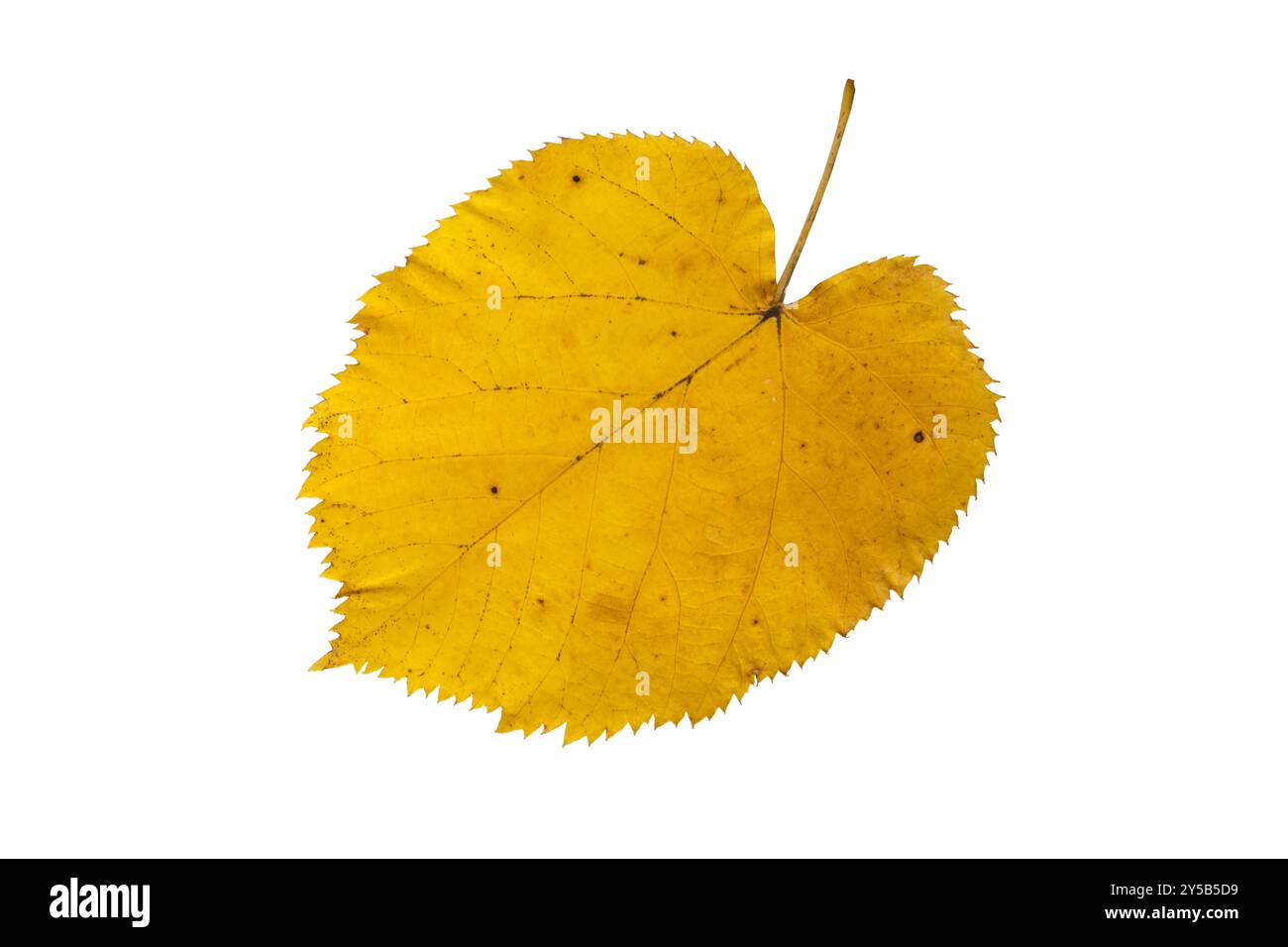 tiglio giallo foglie autunnali isolate su bianco. Foglie di tiglio autunnali. Foto Stock