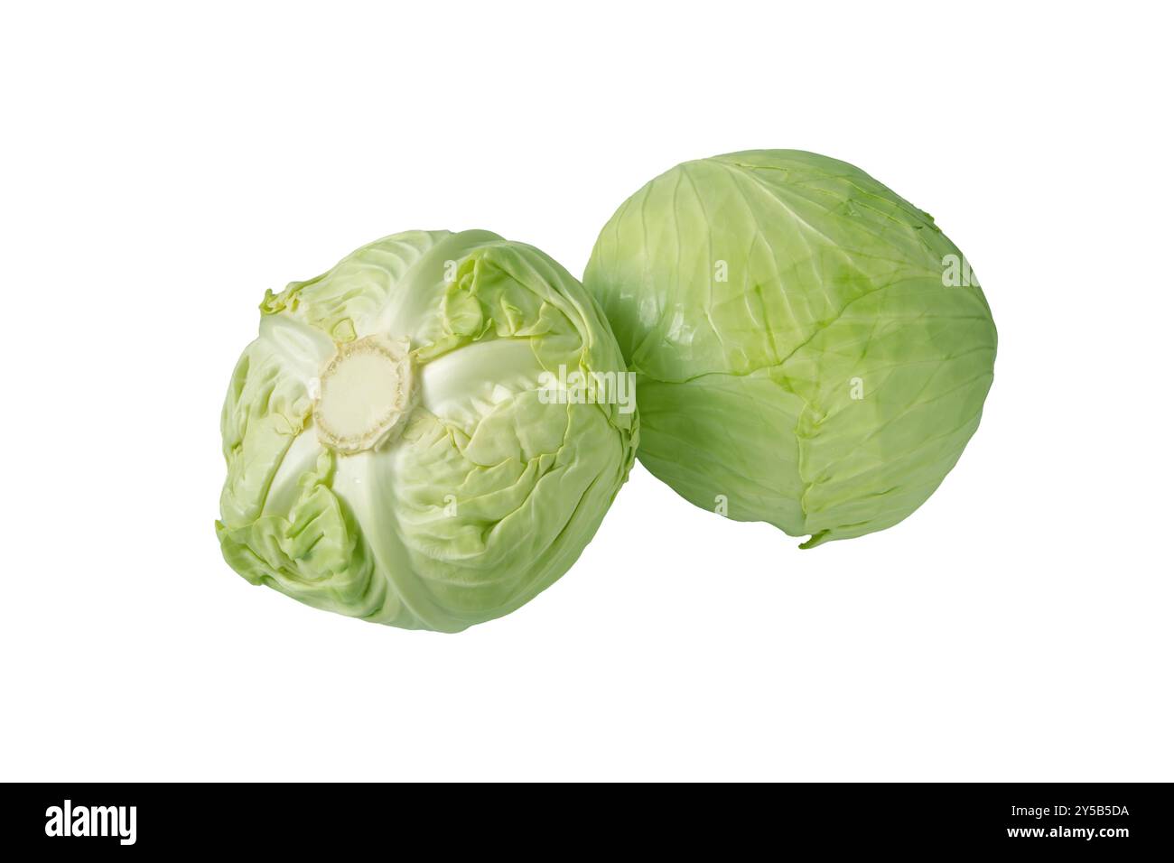 Cavolo bianco due teste intere isolate su bianco. Verdura di cavolo olandese. Cultivar Brassica oleracea. Foto Stock
