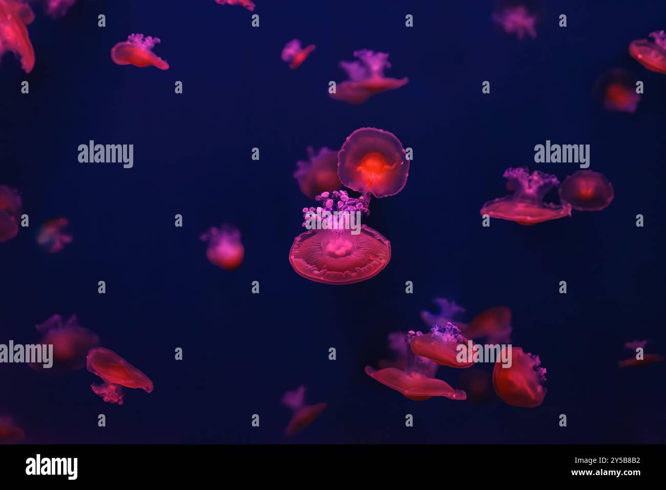 Meduse mediterranee, Cotylorhiza tuberculata o meduse d'uovo fritte che nuotano nell'acquario con illuminazione rossa della luce al neon. Organismo acquatico, AN Foto Stock