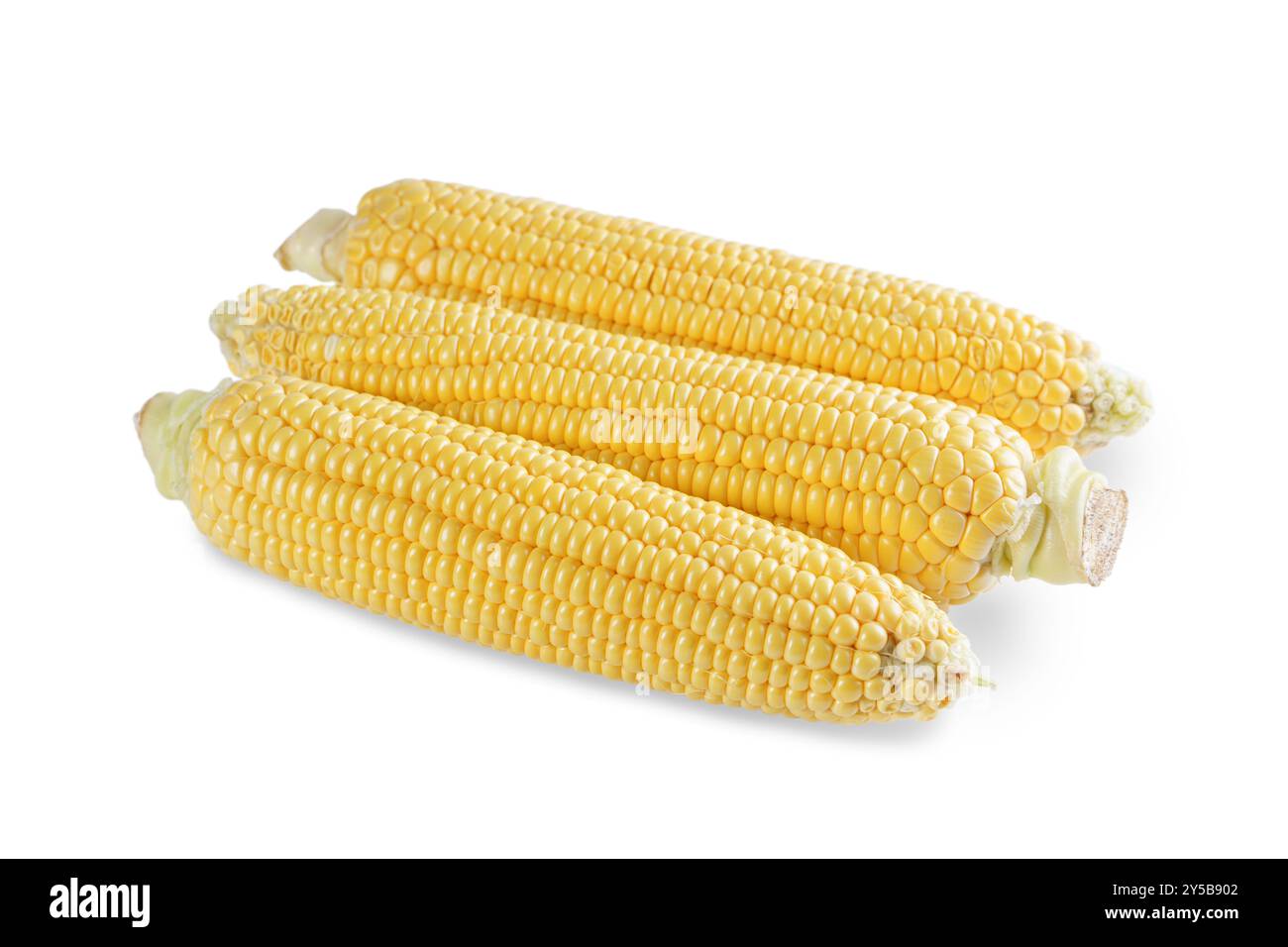 Tre orecchie gialle fresche di mais isolate su sfondo bianco. Ingrediente alimentare, elemento di design, fattoria, raccolto, agricoltura. Foto Stock