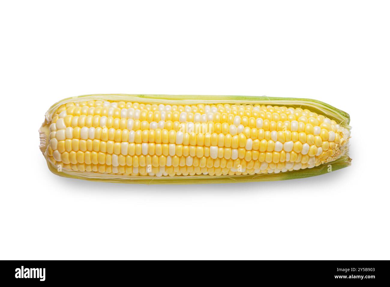 Orecchie di mais giallo fresco con foglie verdi isolate su sfondo bianco. Ingrediente alimentare, elemento di design, fattoria, raccolto, agricoltura. Foto Stock