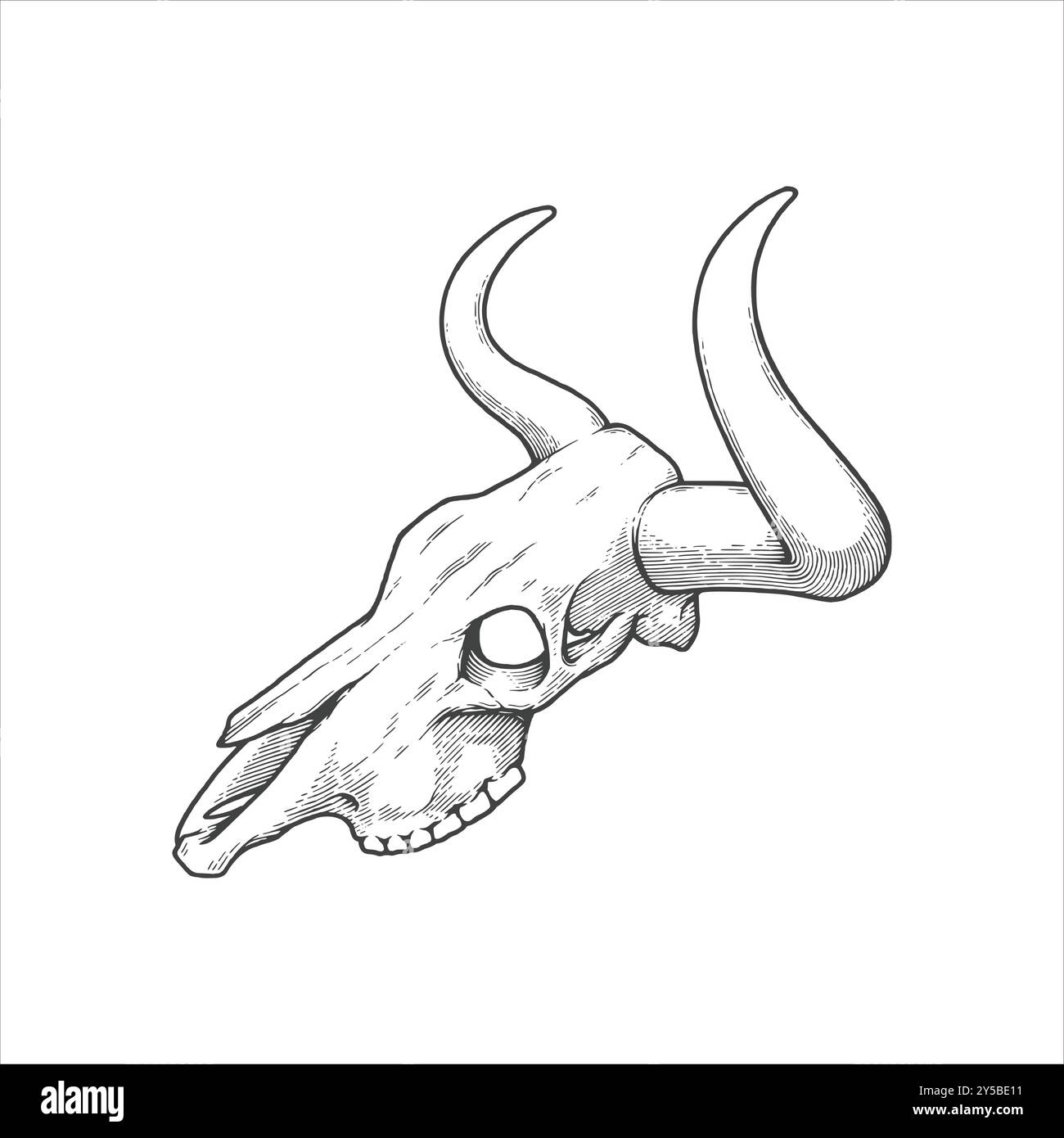 Illustrazione vintage disegnata a mano sul cranio della mucca Longhorn. Vettore elemento grafico simbolo Wild West. Illustrazione Vettoriale