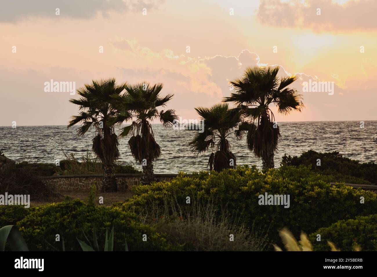 Bellissimo tramonto dietro le palme. Tramonto incredibile e sagoma di alte palme Foto Stock