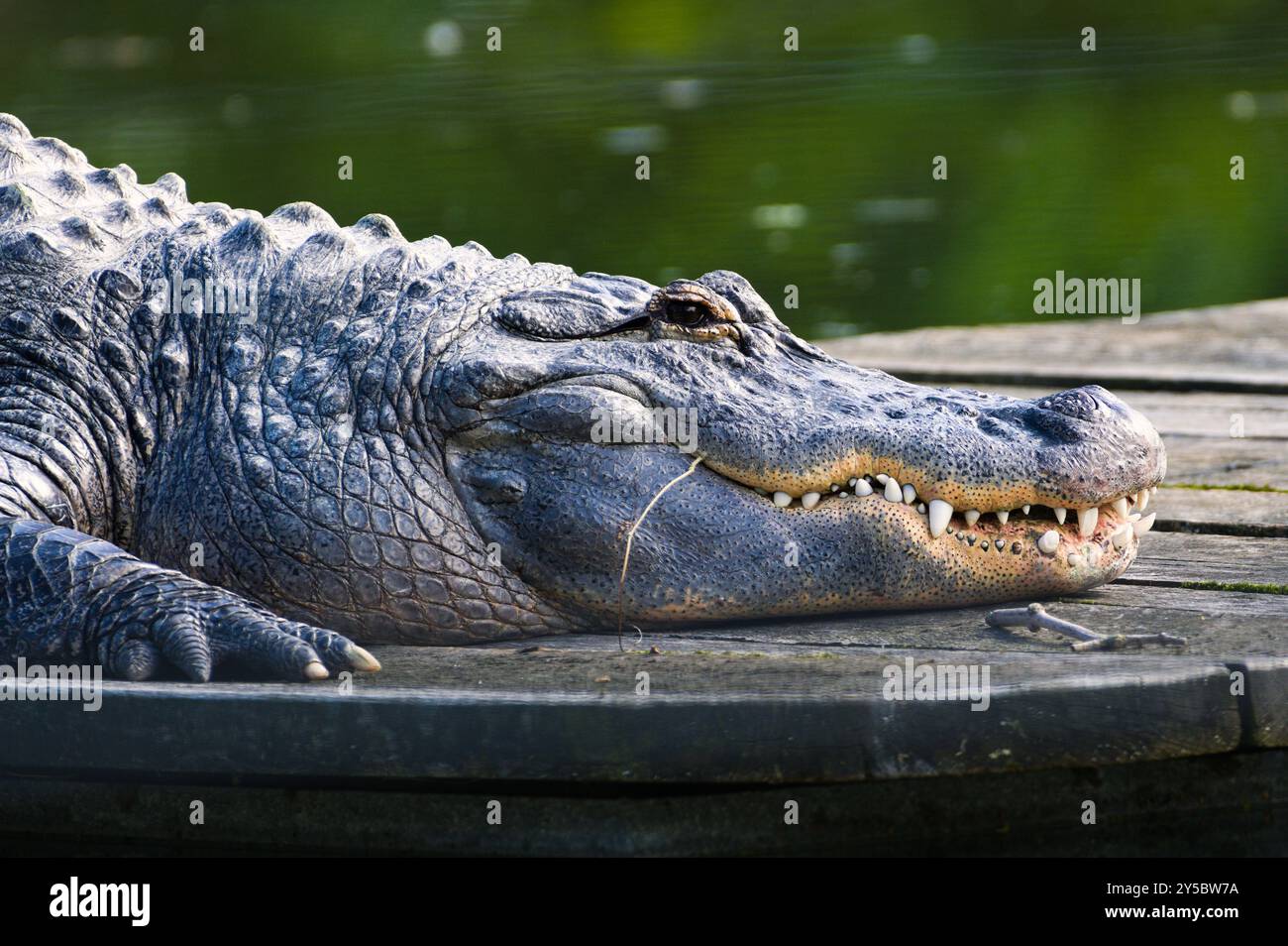 Alligatore missippiensis alias American Alligator close-up head portait. Bocca aperta e denti giganti. Aspetto pericoloso. Foto Stock