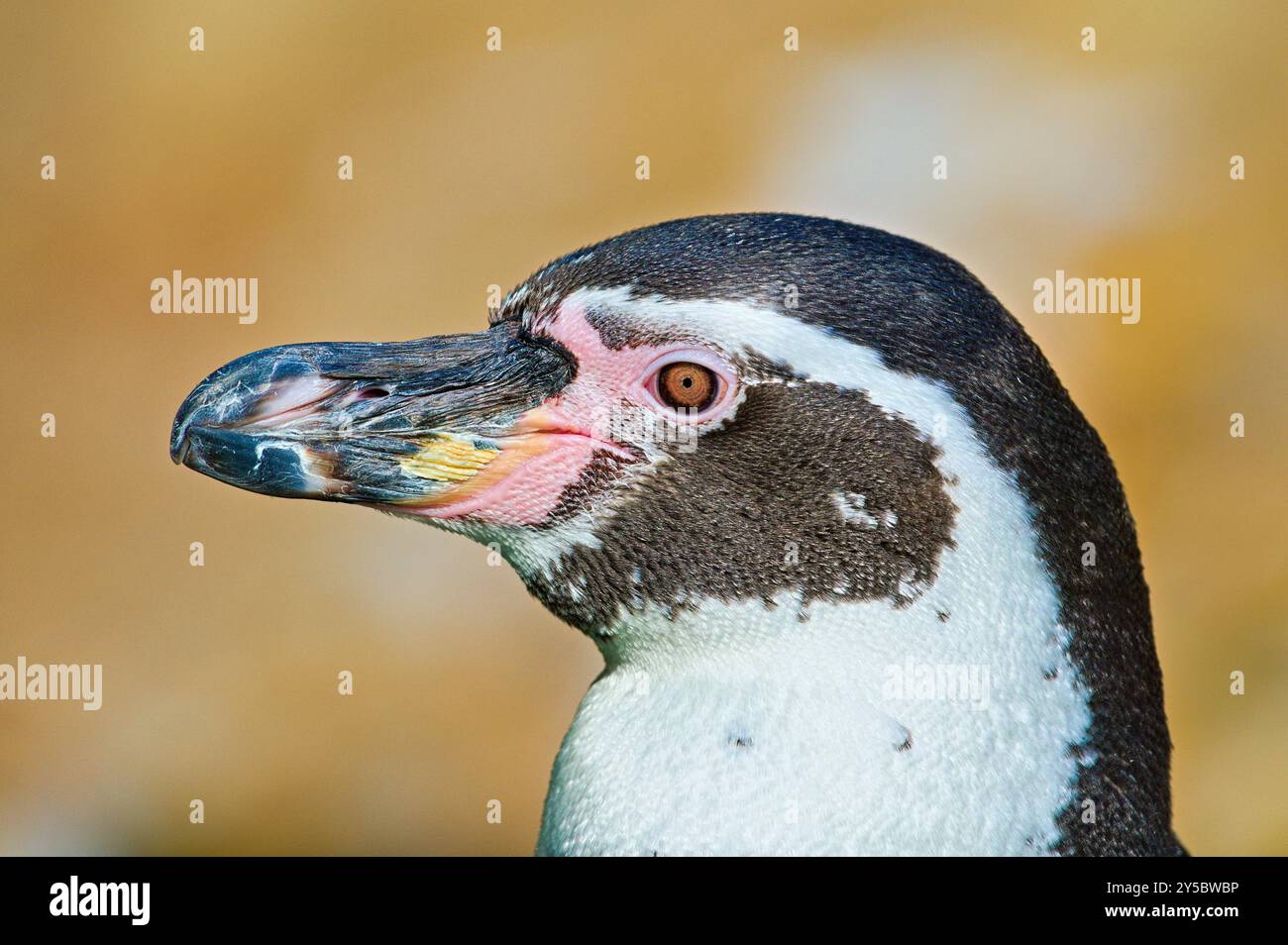 Spheniscus humboldti, noto anche come pinguino Humboldt. Primo piano ritratto della testa di un uccello che vive in prigionia. Zoo Lesna Zlin in repubblica Ceca. Foto Stock