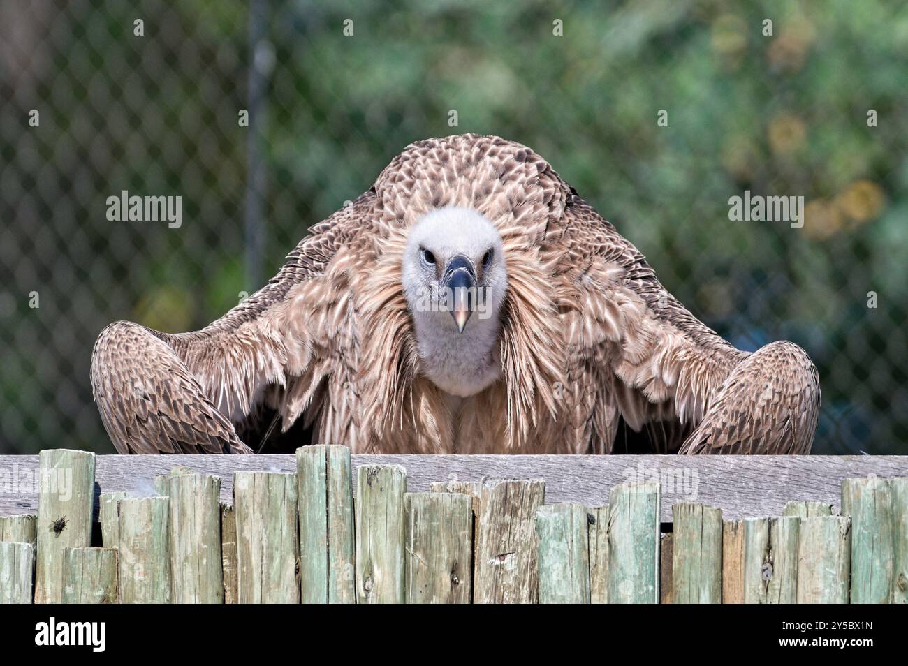 Gyps rueppellii, noto anche come grifone di Rüppell nello zoo Zlin Lesna in repubblica Ceca. Uccello gigante in posa divertente. Divertente foto di animali. Foto Stock