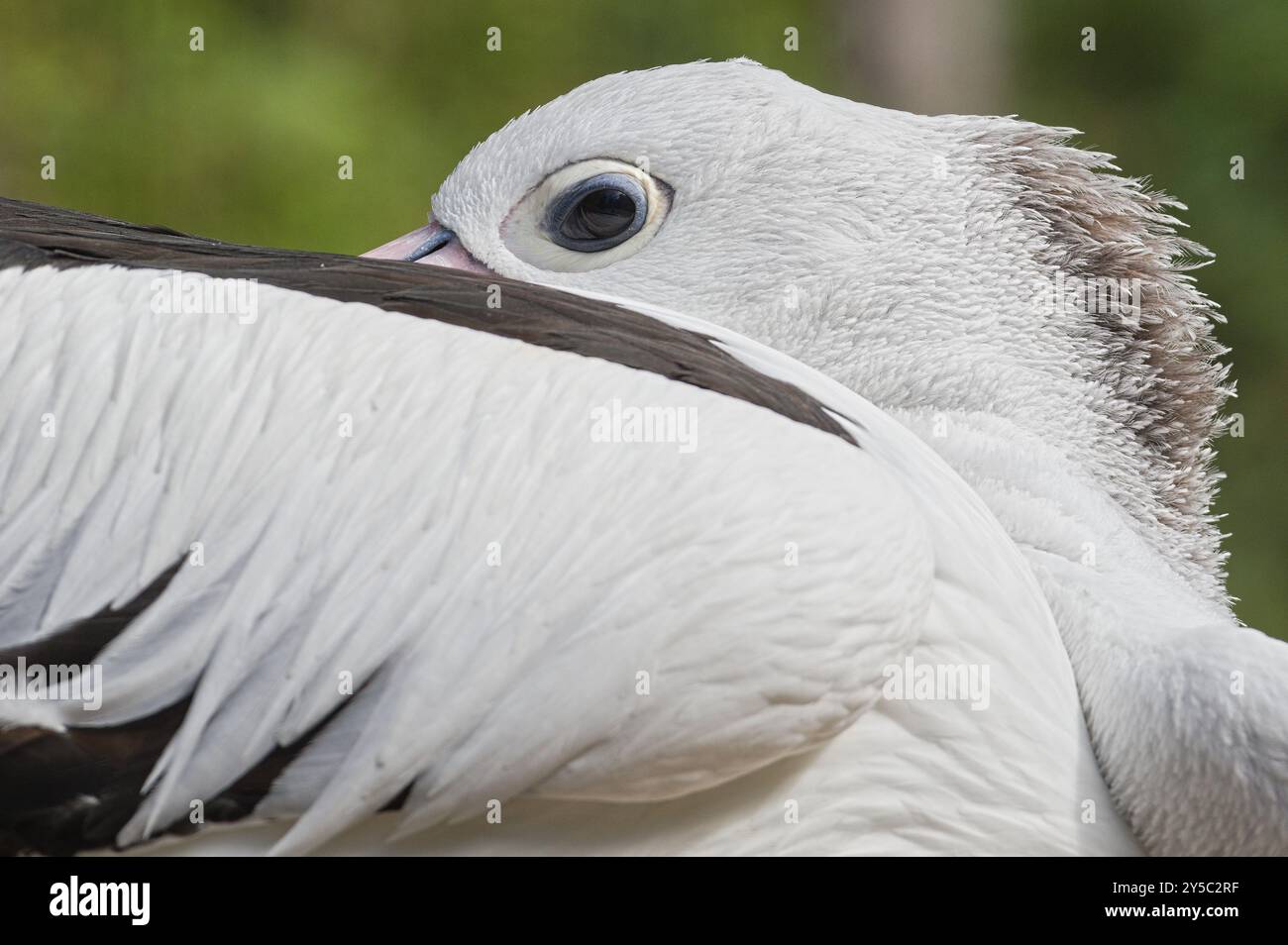 Pelecanus conspicillatus, alias Pelican australiano. Primo piano verticale. Nascosto dietro l'ala. Dettaglio occhi. Enorme uccello nello zoo Lesna Zlin in repubblica Ceca. Foto Stock