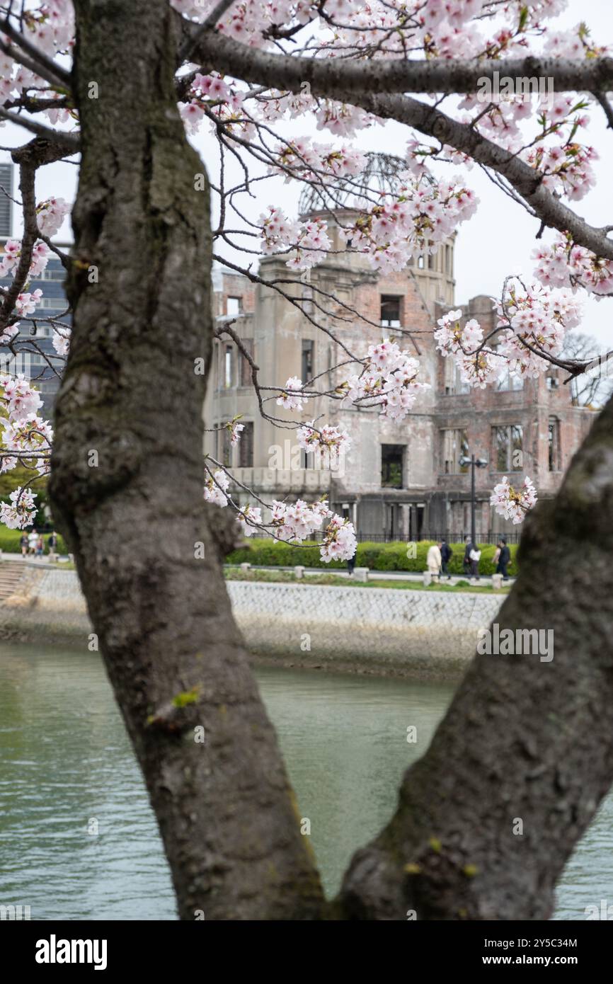 Hiroshima Peace Memorial, Atomic Bomb o Genbaku Dome, Giappone. Vista delle rovine dell'edificio attraverso i fiori di ciliegio Foto Stock
