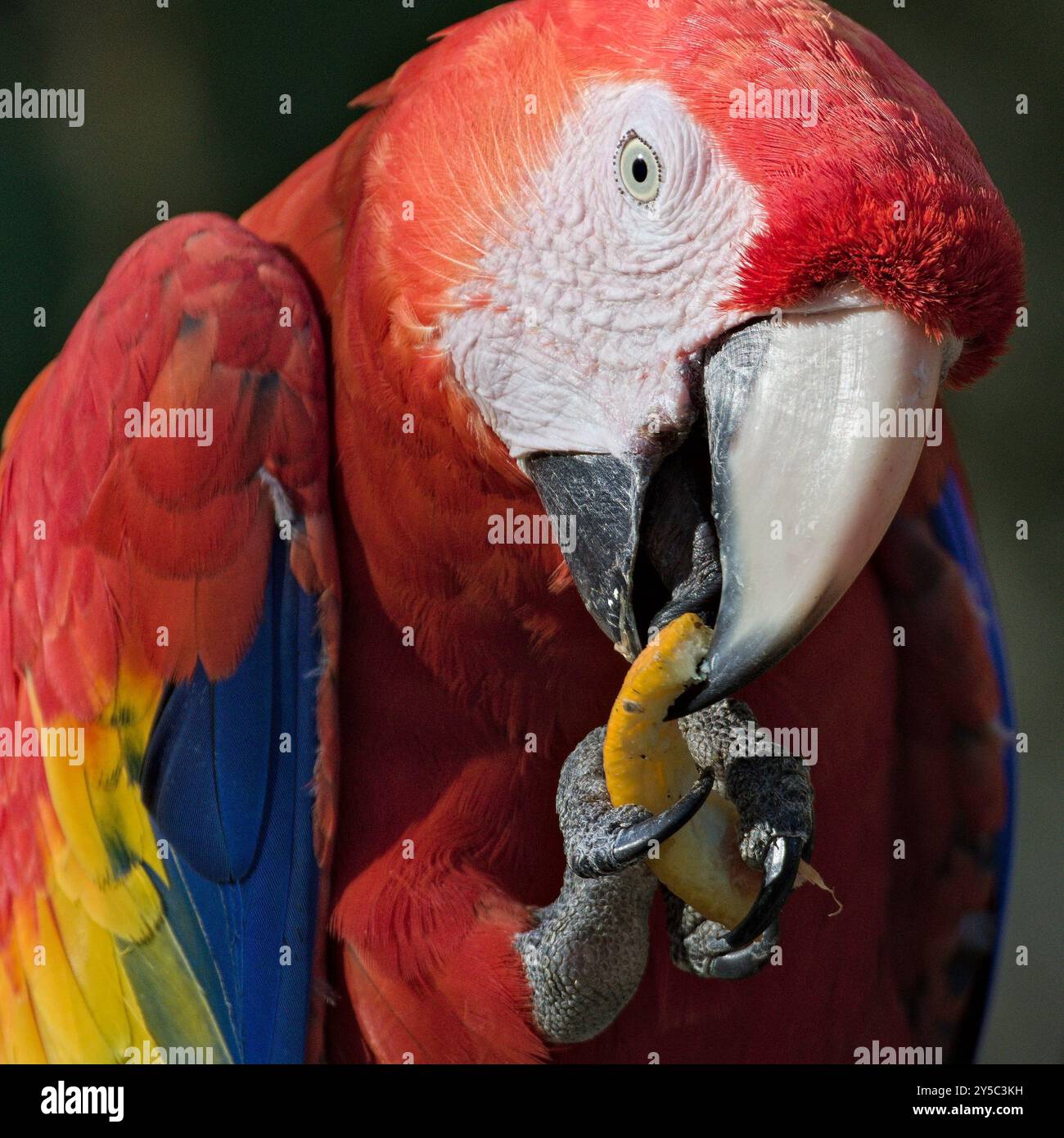 Scarlet, alias Ara macao o Ara arakanga, con cibo agli artigli. Incredibile pappagallo colorato ALLO ZOO Lesna nella repubblica Ceca. Uccello esotico. Foto Stock