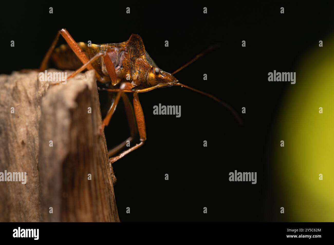 Primo piano di una cimice di scudo appollaiata su una superficie in legno con sfondo scuro, evidenziandone le caratteristiche dettagliate. Foto Stock