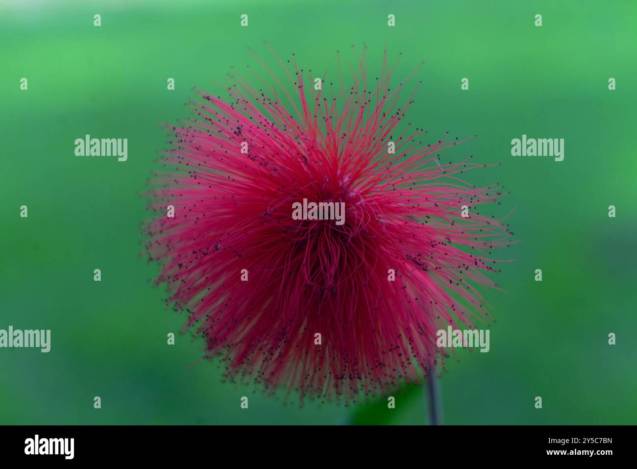 Fiore di albero di Powderpuff ( Calliandra haematocephala ) Serenada Eco Resort - Uganda Foto Stock