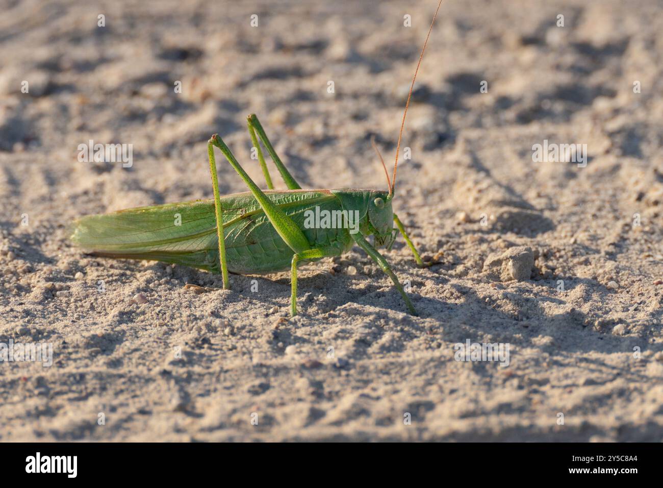 Grasshopper sulla sabbia Foto Stock