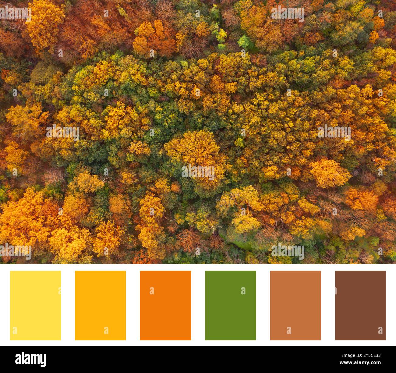 Sfumature di caduta. Foto aerea della foresta autunnale e della tavolozza dei colori corrispondenti Foto Stock