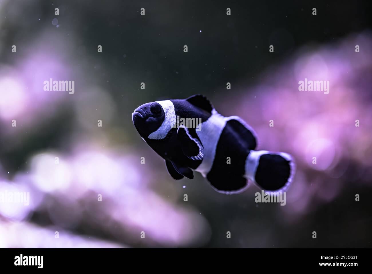 Piccoli pesci in un acquario in cattività Foto Stock