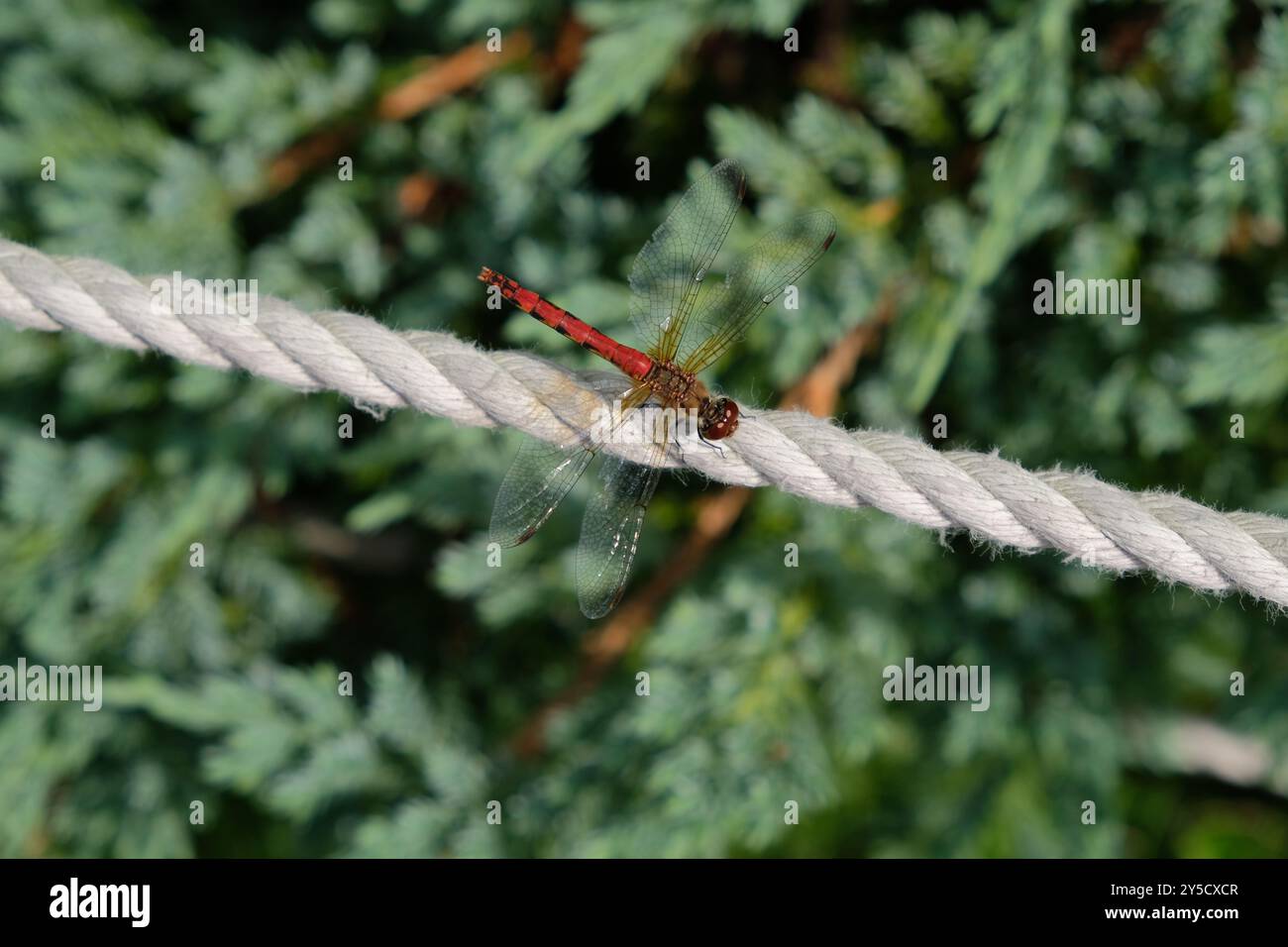 Libellula rossa allo Zoo di Maruyama, Sapporo Hokkaido Giappone Foto Stock