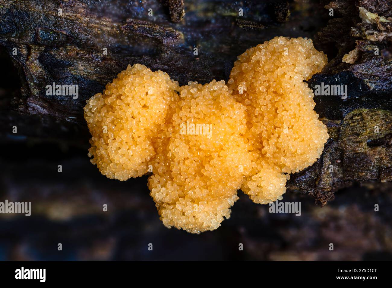 Muffa di lampone, Tubifera ferruginosa, sviluppando sporangia su ceppo morto, Horner Woods, Somerset, Regno Unito Foto Stock