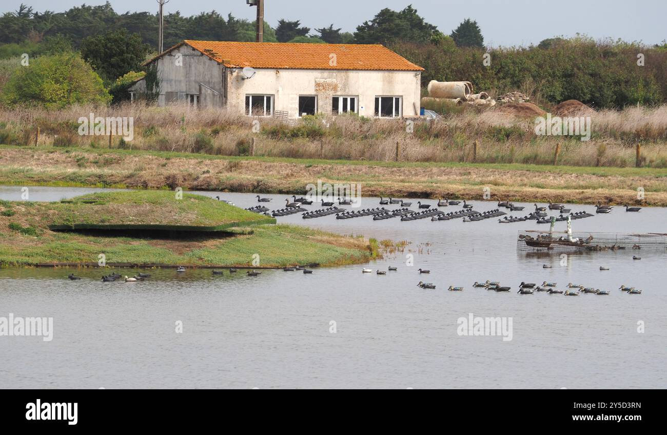 Piscina per tiro al volo a Loix sul Île de Ré Foto Stock