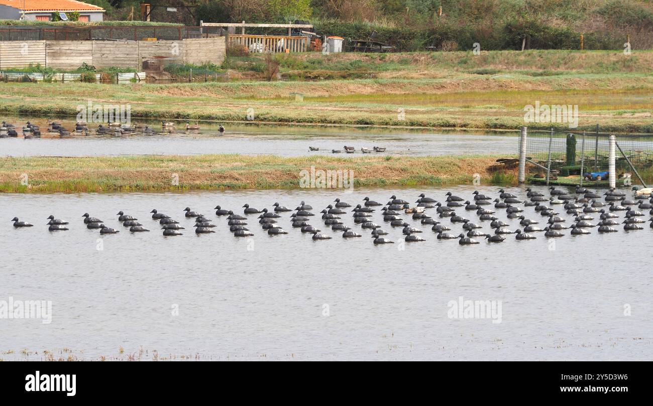 Piscina per tiro al volo a Loix sul Île de Ré Foto Stock