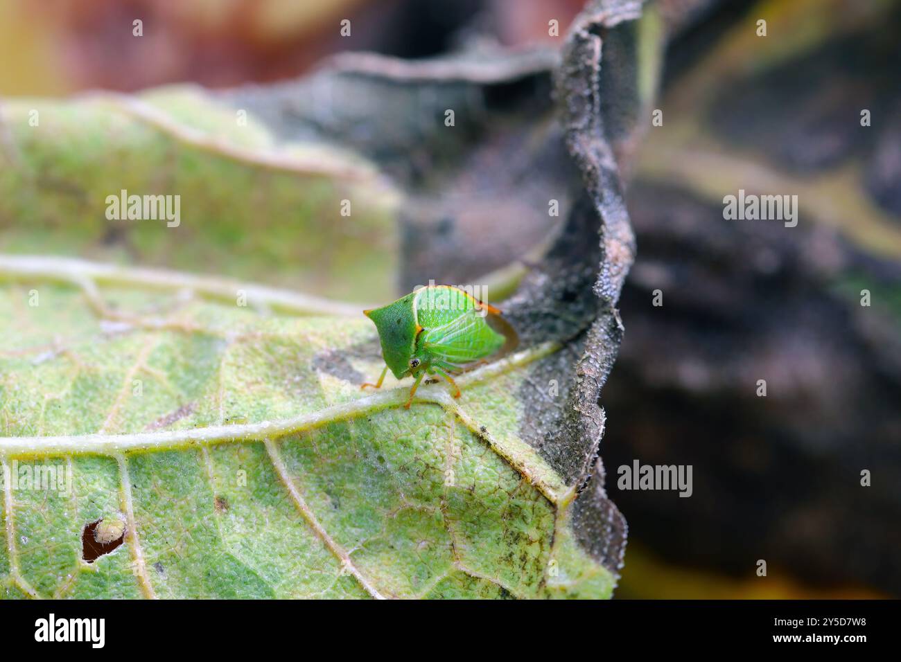 Treehopper, Treehopper di bufalo, Stictocephala bisonia, Membracidae. Un insetto adulto che succhia la linfa da una foglia di girasole. Foto Stock