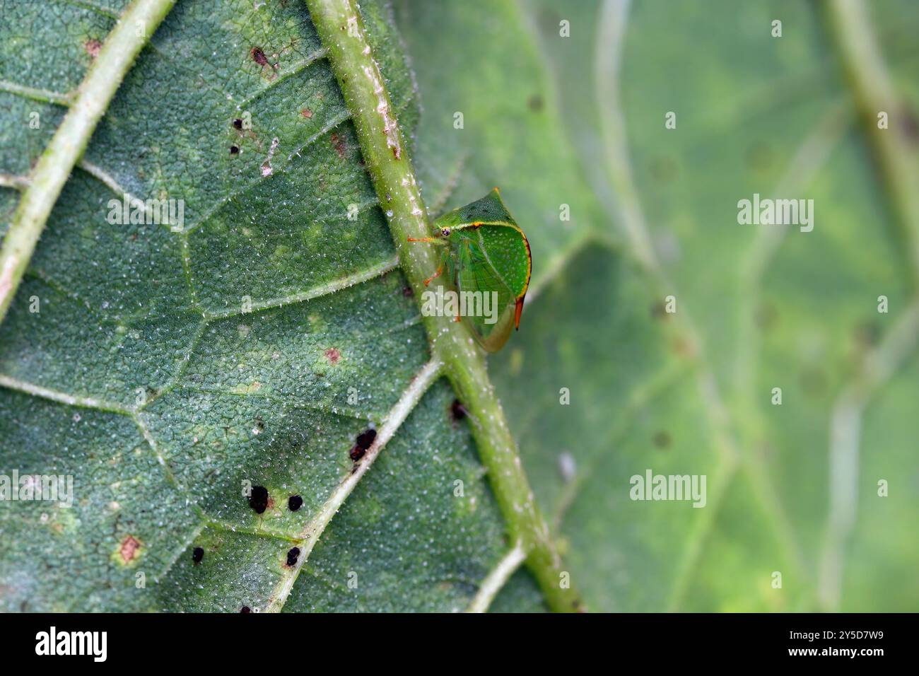 Treehopper, Treehopper di bufalo, Stictocephala bisonia, Membracidae. Un insetto adulto che succhia la linfa da una foglia di girasole. Foto Stock