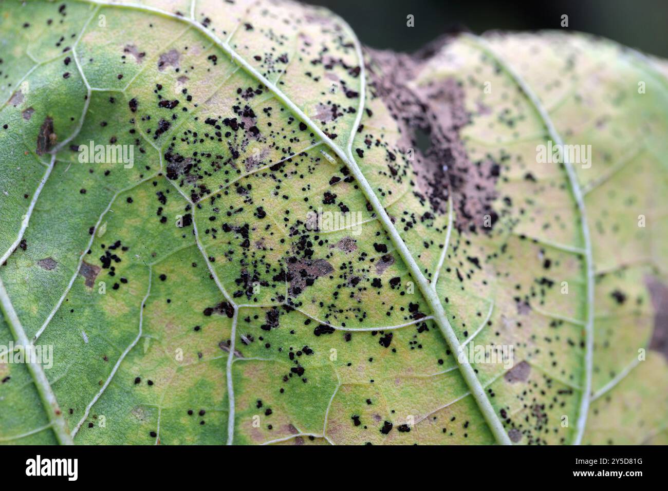 Ruggine della foglia di girasole. Una malattia fungina di girasoli causata da Puccinia helianthi Foto Stock