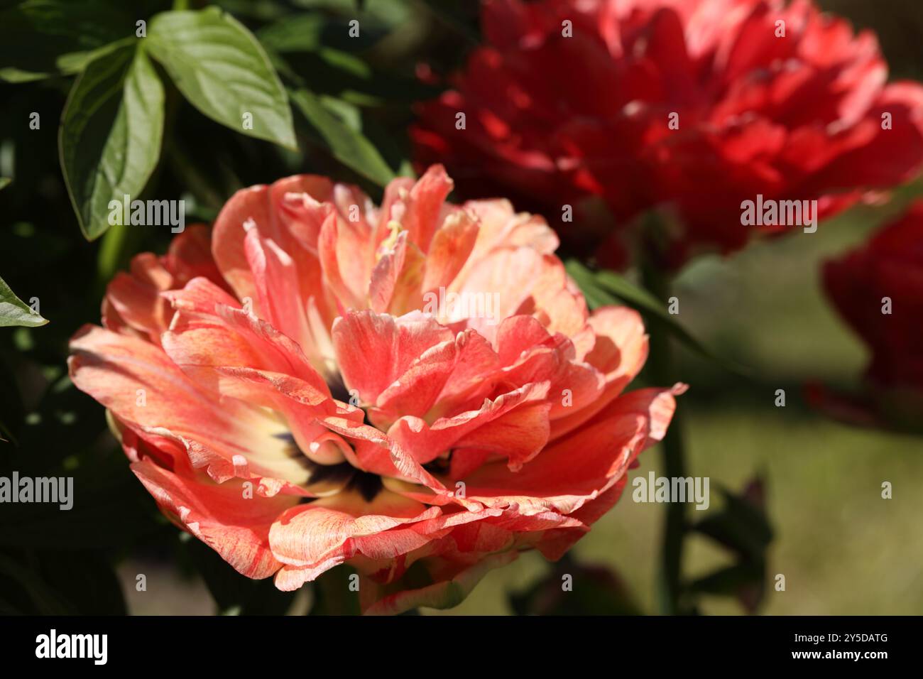 Curly rosa tulip closeup. Messa a fuoco selettiva Foto Stock