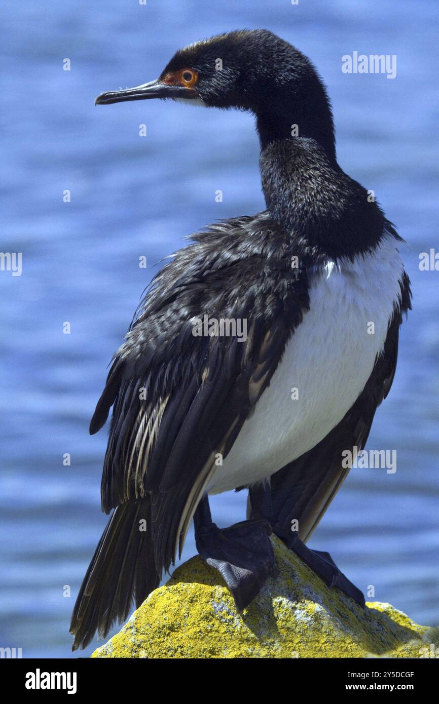 Cormorano di roccia sull'isola Carcass, sulle rocce, Isole Falkland, (Phalacrocorax magellanicus), Isole Falkland, Antartide, Sud America Foto Stock