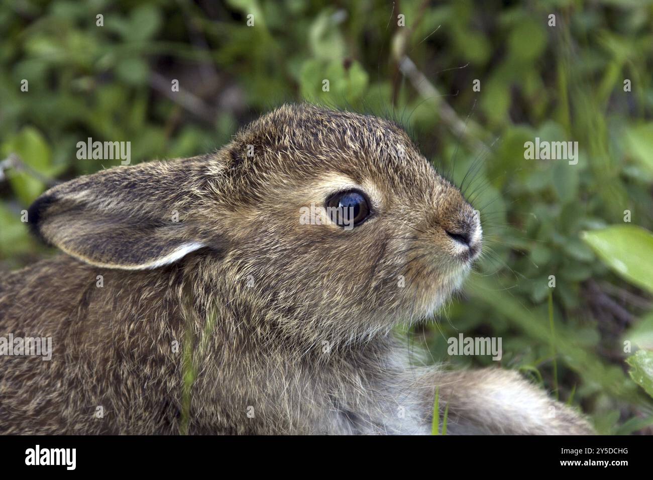 Lepre di montagna giovane, (Lepus timidus), lepre giovane, ritratto, Finlandia, cuccioli, Finlandia, Europa Foto Stock