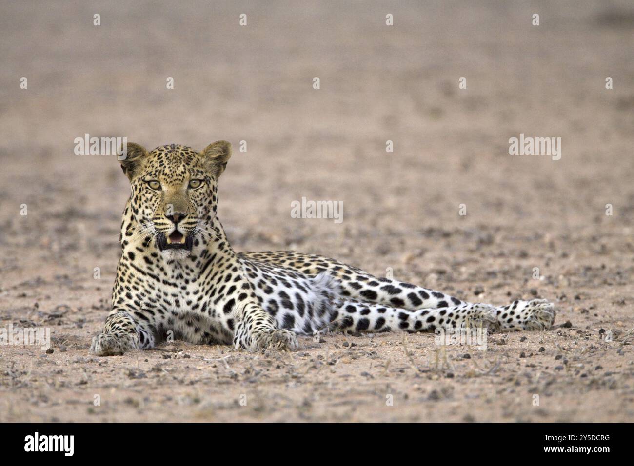 Leopardo a riposo, (Panthera pardus), leopardo maschile a riposo Kalahari Gemsbok NP, Sudafrica, Africa Foto Stock