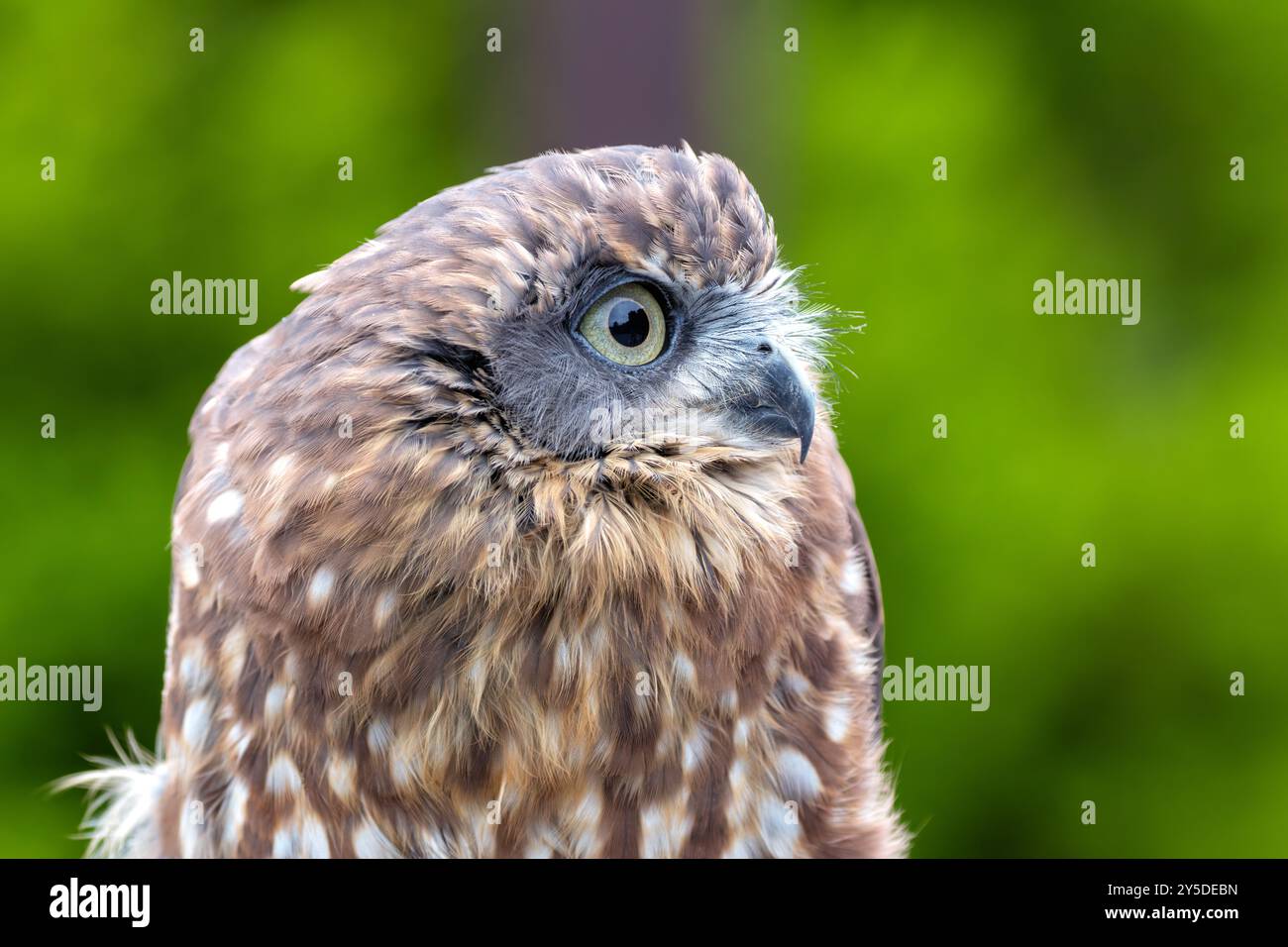 Morepork si nutre di insetti e piccoli mammiferi. Si trova comunemente nelle foreste e nei boschi della nuova Zelanda. Foto Stock