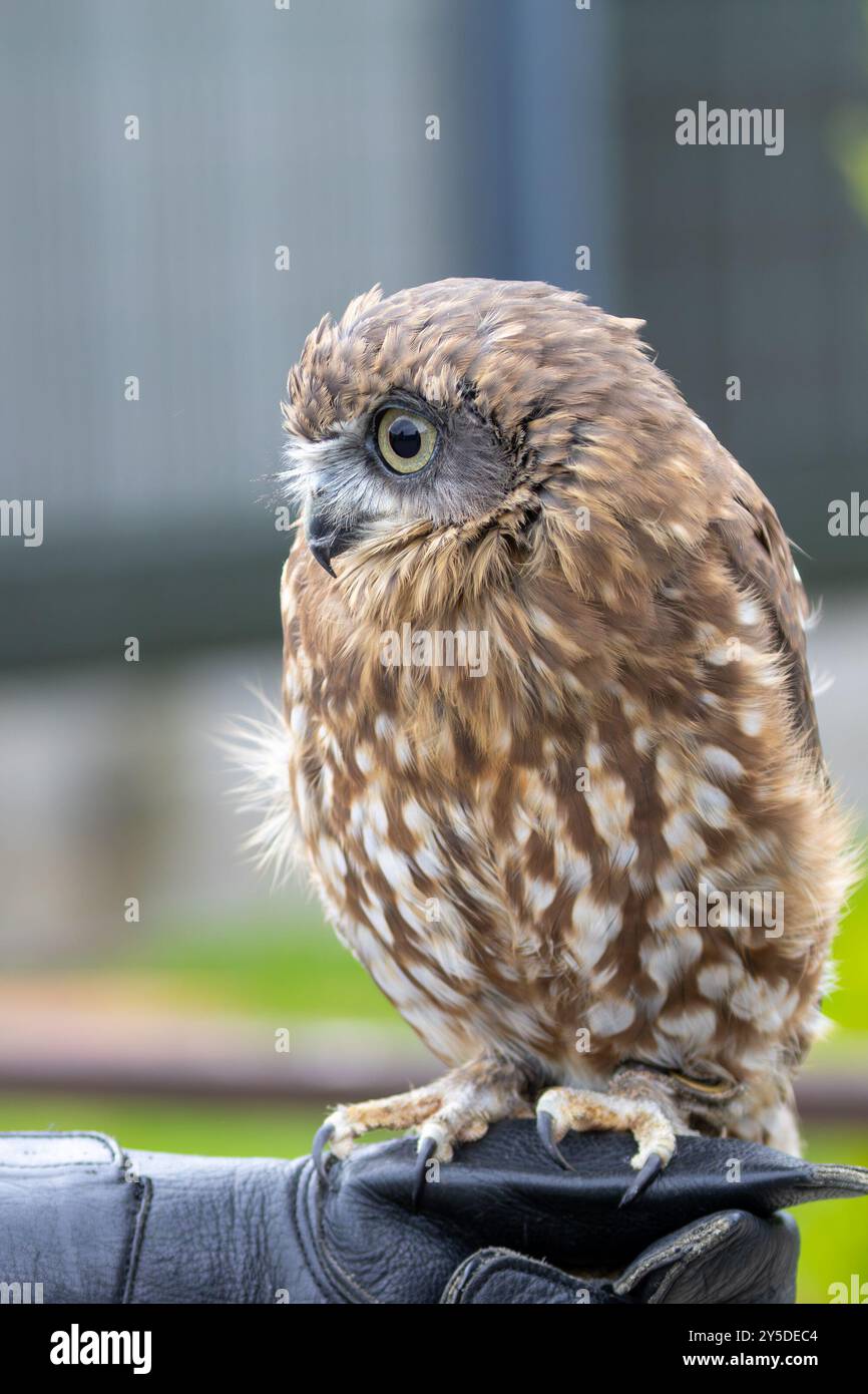 Morepork si nutre di insetti e piccoli mammiferi. Si trova comunemente nelle foreste e nei boschi della nuova Zelanda. Foto Stock