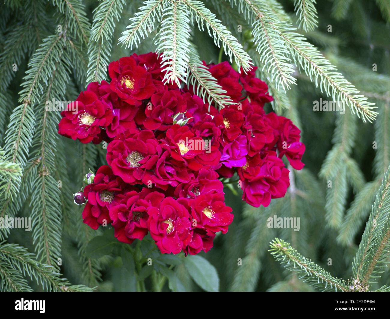 Rose davanti a un albero di Natale Foto Stock