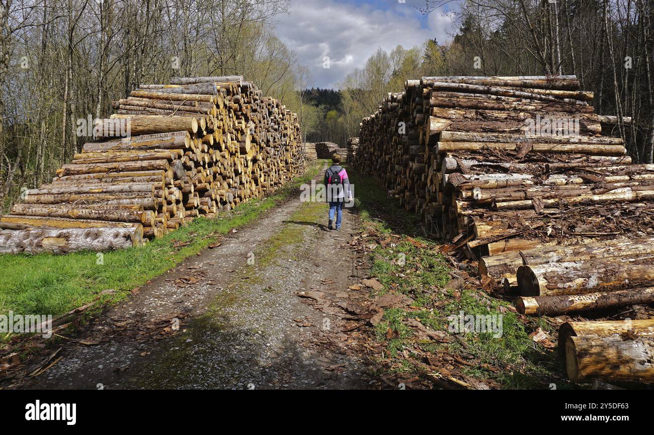 Legname, boscaiolo, silvicoltura, boscaiolo, pali di legno Foto Stock