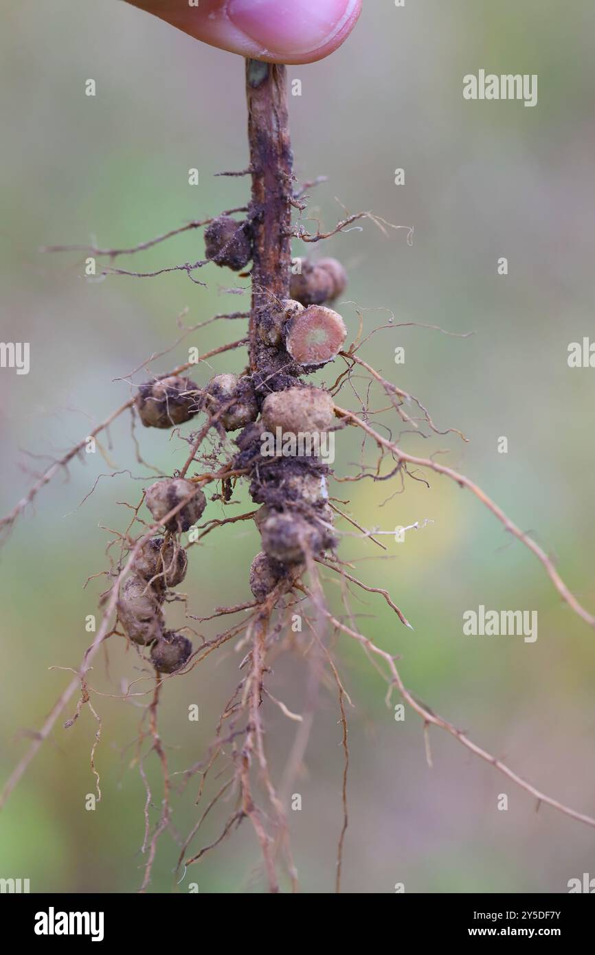 Noduli di radici di soia. I batteri atmosferici che fissano l'azoto vivono all'interno. Un taglio nodulo, sezione trasversale e visibile all'interno. Foto Stock