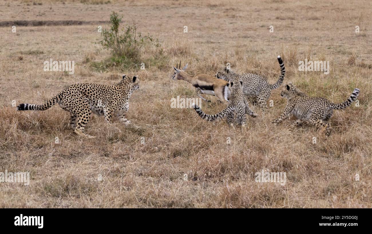 Un ghepardo con i suoi tre cuccioli che inseguono una gazzella Foto Stock