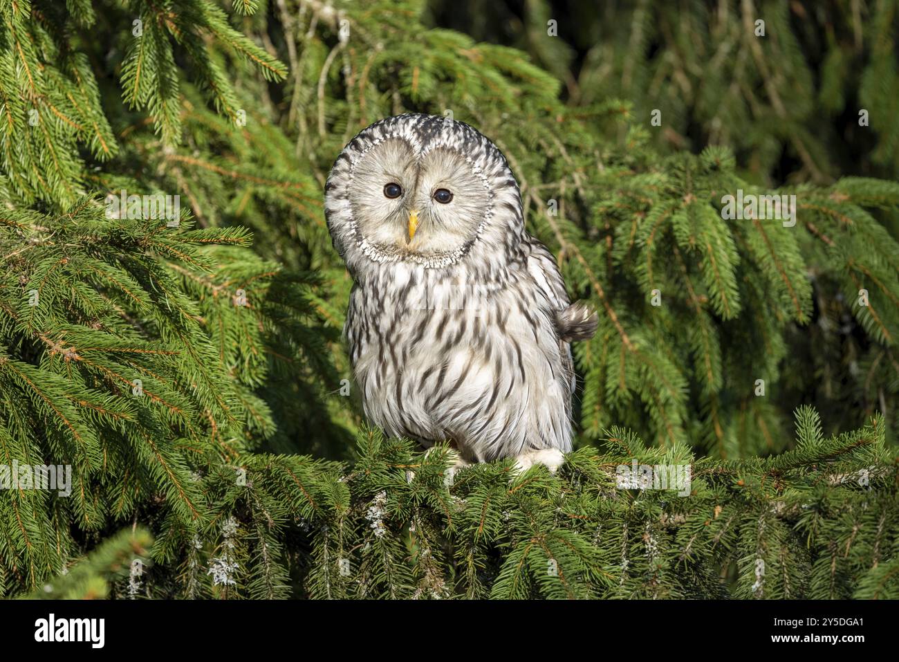 Un gufo di Urale ritagliato si trova su un ramo di abete nella vista frontale Foto Stock