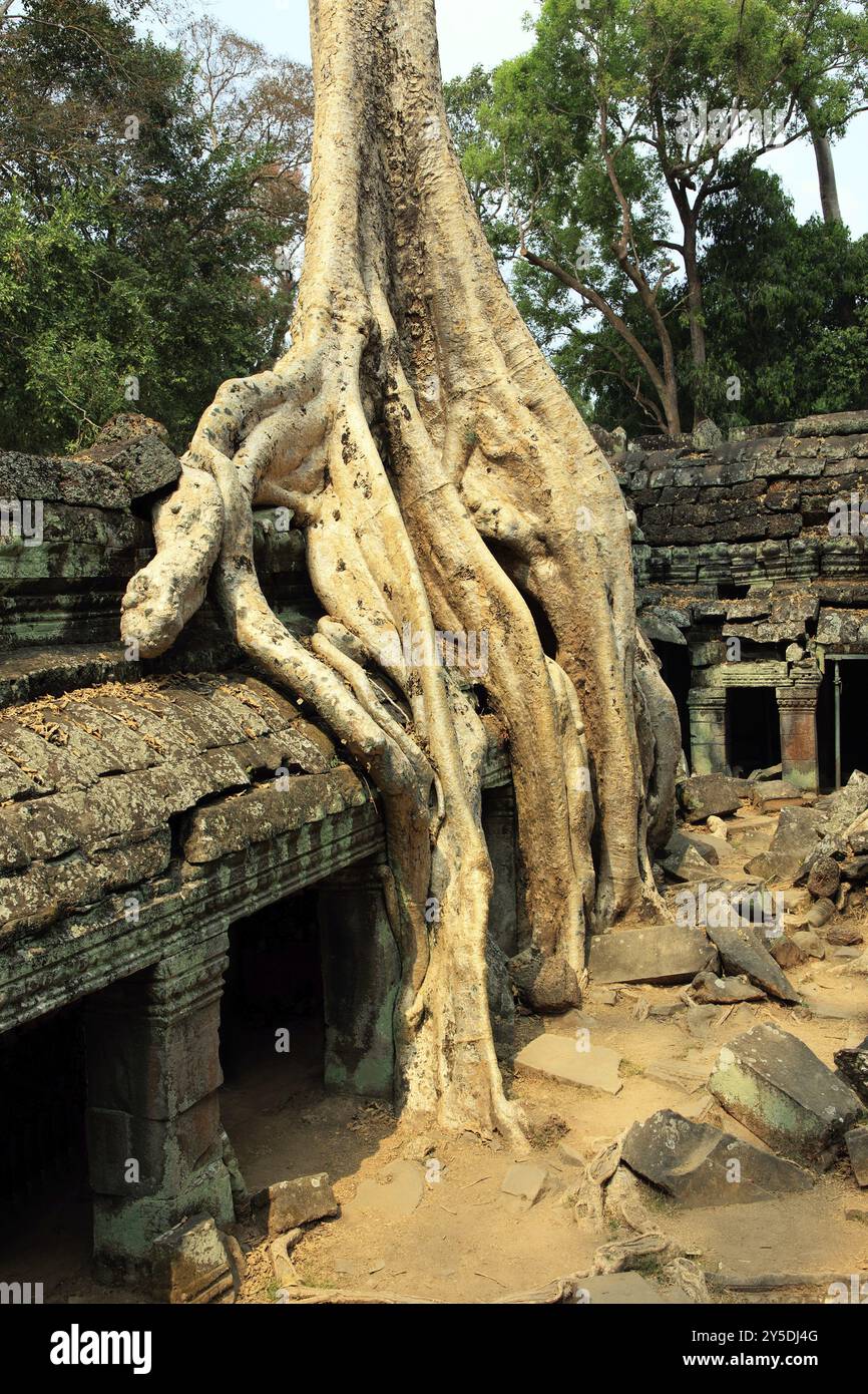 Il tempio di Ta Prohm in Cambogia, ricoperto di radici aggrovigliate Foto Stock