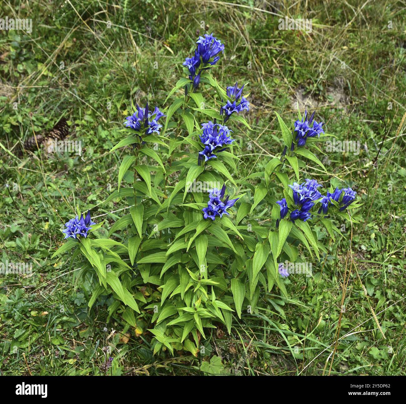 Schwalbenwurz-Enzian, Gentiana asclepiadea, genziana salice, genziana di mosto di rondine, genziana con lievito di salice Foto Stock