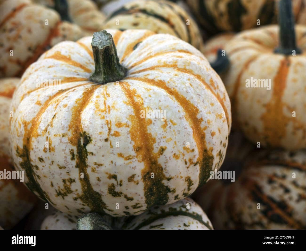 Zucca, una verdura ricca di specie in autunno, qui nella variante Sweet Lightning Foto Stock