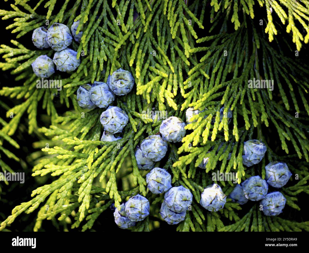 Thuja con i coni, non ancora maturo Foto Stock