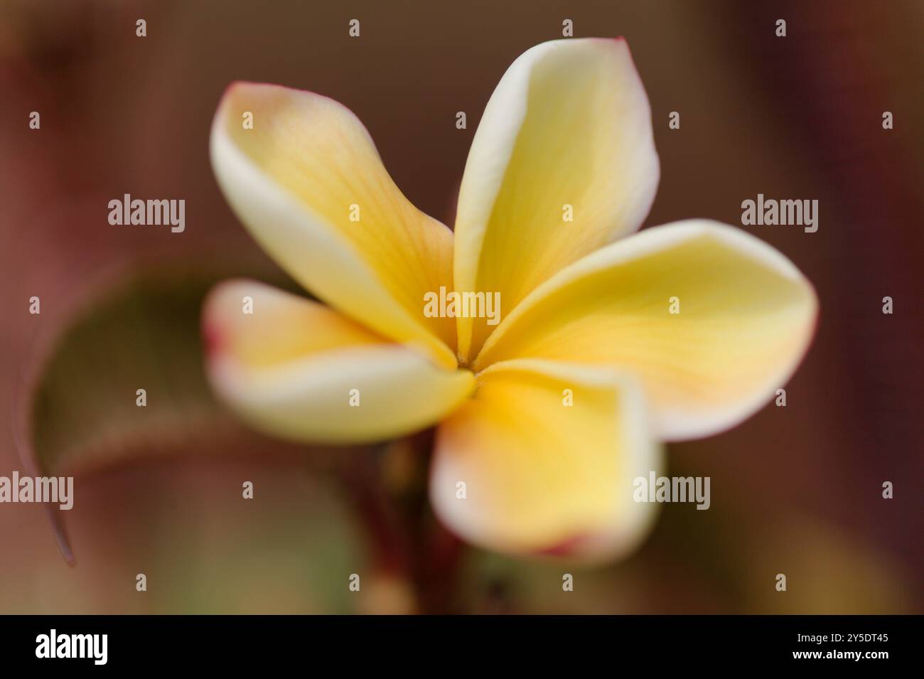 Plumeria fiorente profumata o frangipani sfondo naturale macro floreale Foto Stock
