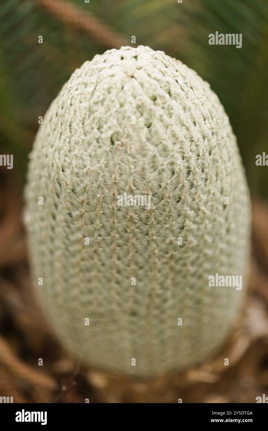 Cono di Dioon edule, il dioon di castagno, sfondo naturale macro floreale Foto Stock Cono di Dioon edule, il dioon di castagno, sfondo naturale macro floreale Foto Stock