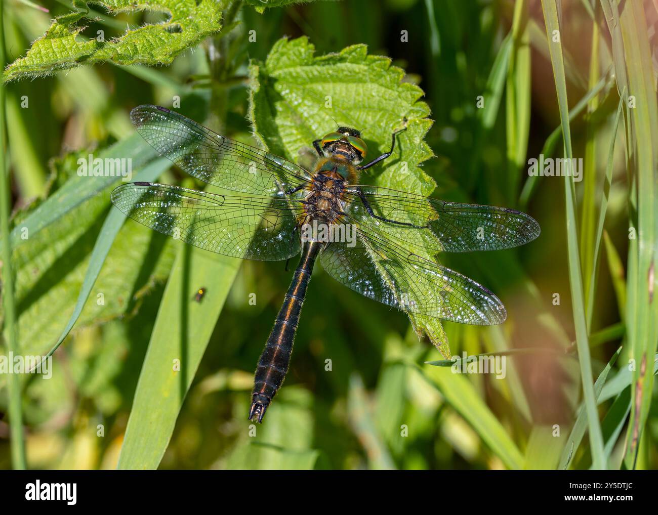 Downy Emerald Dragonfly, maschio. Cordulia aenea. Priddy Mineries, Somerset, Inghilterra Foto Stock