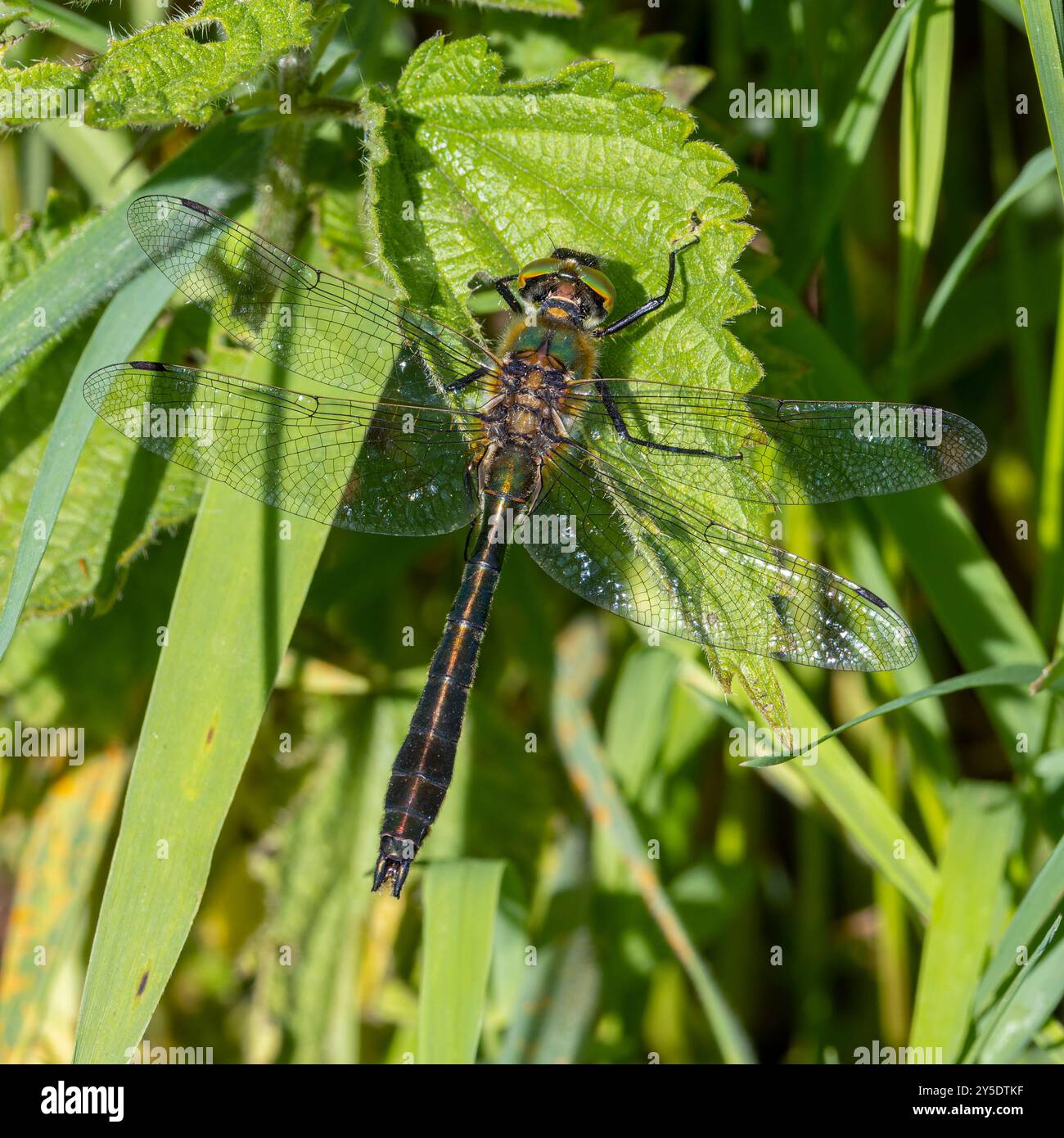 Downy Emerald Dragonfly, maschio. Cordulia aenea. Priddy Mineries, Somerset, Inghilterra Foto Stock