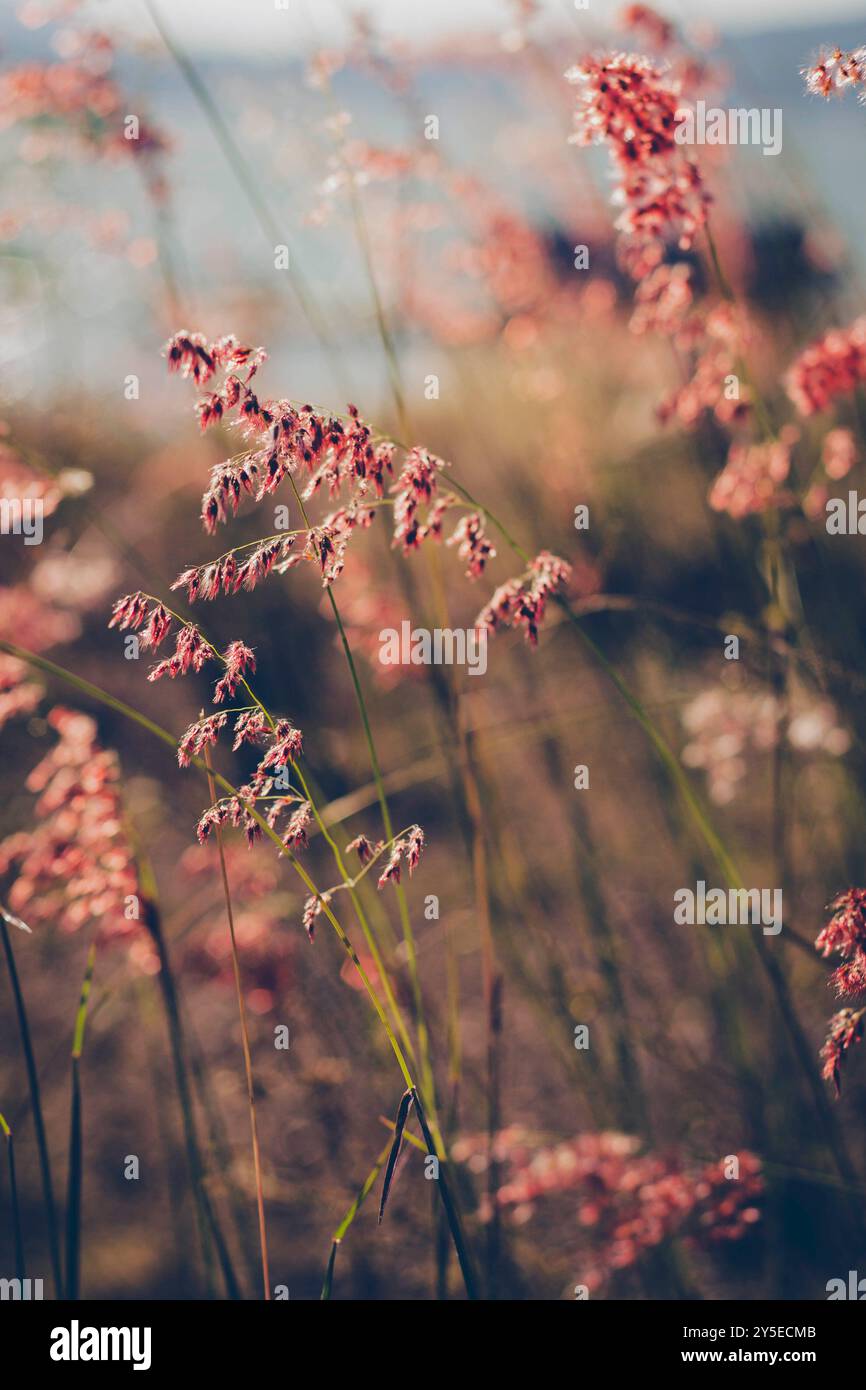 Delicate erbe rosa che oscillano nella brezza Foto Stock