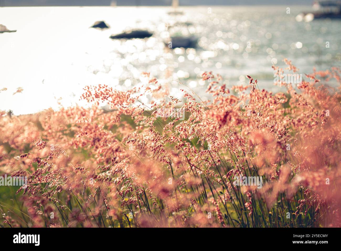 Erba rosa che soffia dolcemente nel vento Foto Stock