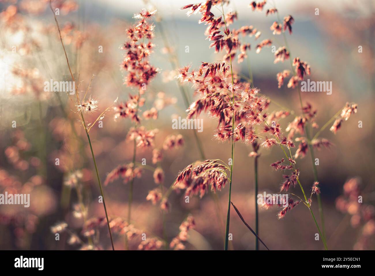 Le vibranti erbe rosa illuminano il giardino Foto Stock