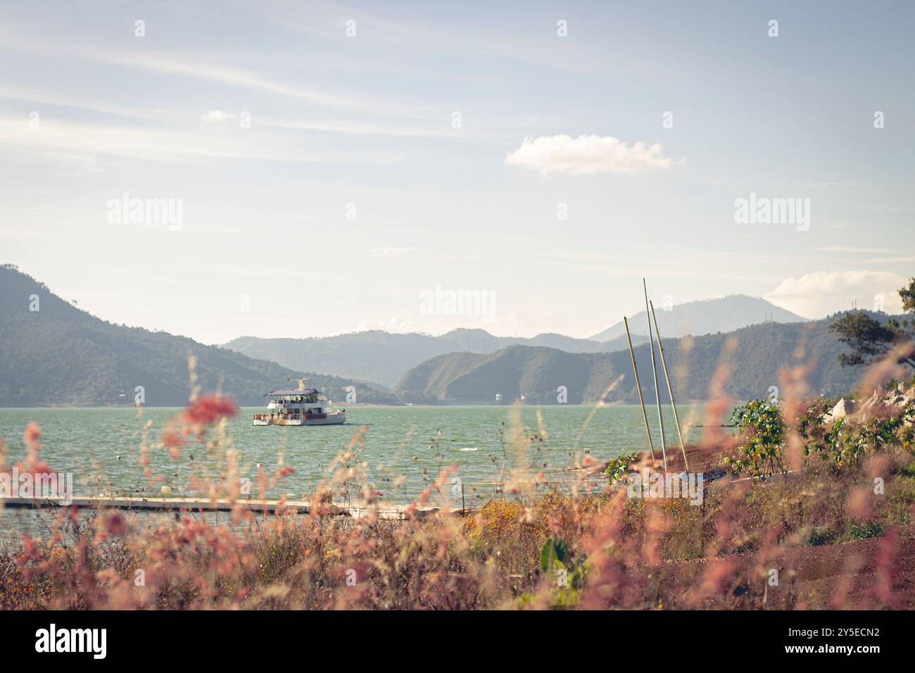 Suaves olas de hierbas de color rosa en la naturaleza Foto Stock