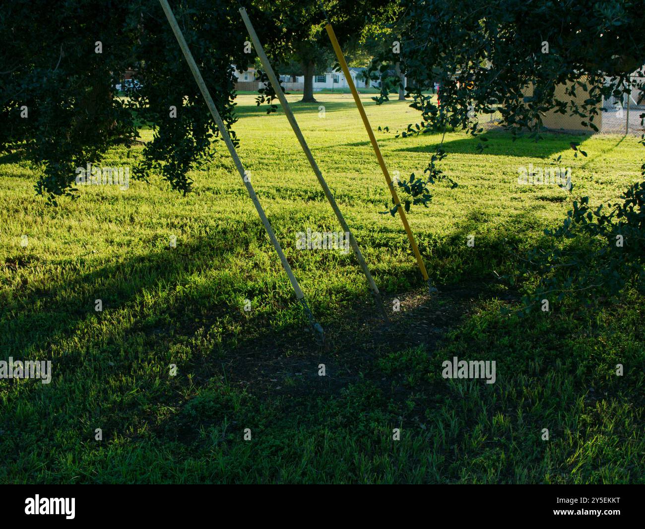 Three Guy Wire è un cavo di tensione incorniciato da arti arboree ampia e bassa visuale su erba verde brillante e alberi del tardo pomeriggio al sole con una lunga ombra. Vicino Foto Stock