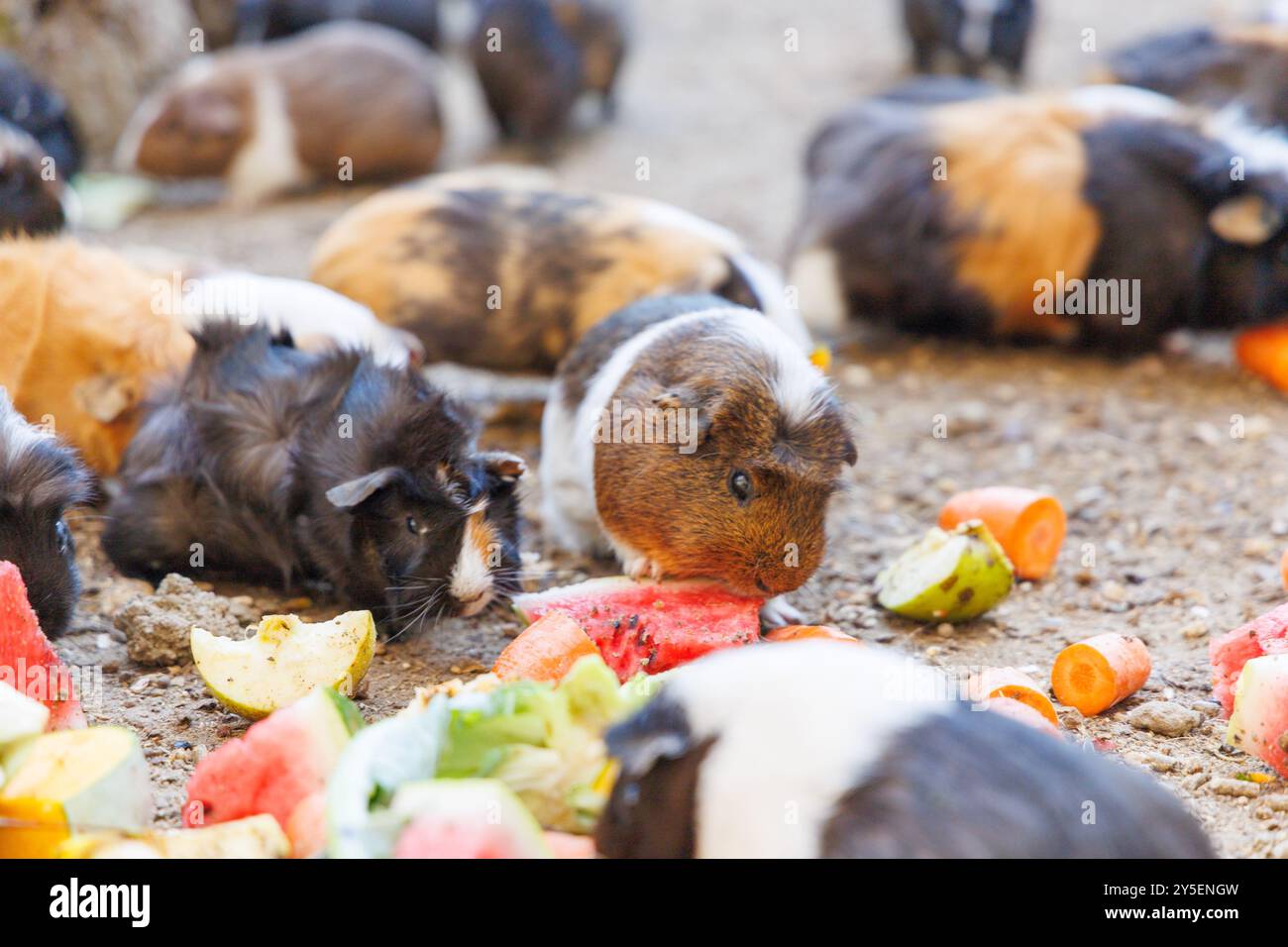 In giro vengono raccolti diversi porcellini d'India, consumando felicemente un assortimento di frutta e verdura fresche. La scena illustra l'importanza dell'attrezzatura Foto Stock
